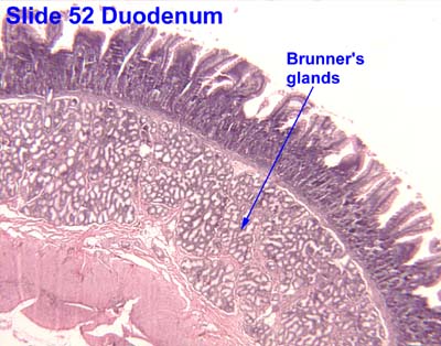 Brunner's glands in duodenum sale